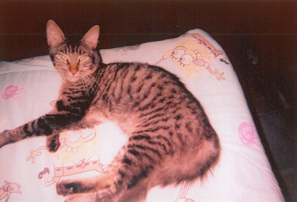 nazareths-cat-jerry