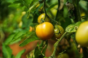 Tomato