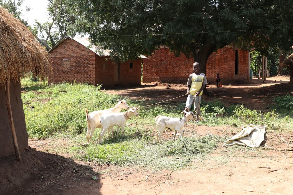 Mankati with goats