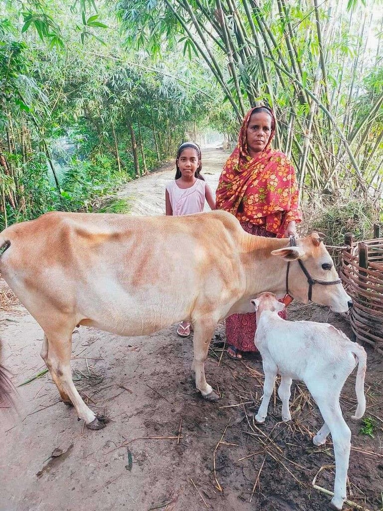 Girl in Bangladesh standing next to her mom and the family cow and its calf
